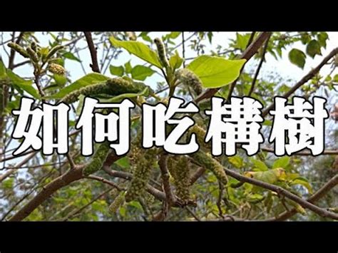 沒有樹葉的樹|構樹